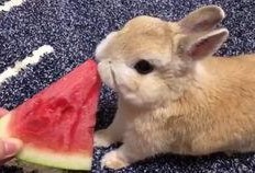 吃瓜的兔砸的视频,吃瓜兔砸带你揭秘热门视频背后的故事