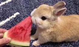 吃瓜的兔砸的视频,吃瓜兔砸带你揭秘热门视频背后的故事