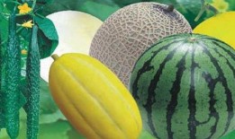 鸡瓜可以放心吃吗视频