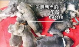 小狗吃小瓜视频播放下载,视频播放下载火爆全网