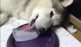 当舔狗遇上美女吃瓜视频,吃瓜群众见证甜蜜互动