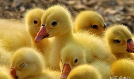 小鹅喜欢吃佛手瓜吗视频,揭秘它们的喜好之谜