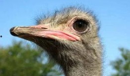 鸵鸟会吃佛手瓜吗视频大全,揭秘鸵鸟对佛手瓜的神奇反应