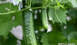 看吃瓜视频的网站推荐