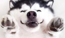 喂狗吃瓜群众视频真实,引发网友热议