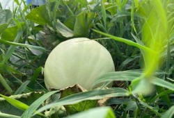 小时候吃的瓜视频,那些年我们一起吃过的瓜