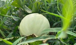 小时候吃的瓜视频,那些年我们一起吃过的瓜