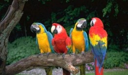 鹦鹉吃红瓜视频