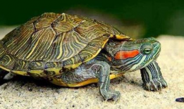 乌龟可以吃哈米瓜吗视频,探索龟类新食源