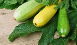 吃酸瓜的视频大全,酸瓜视频大全带你领略美味瞬间