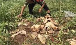 凉山吃瓜事件视频最新版,真相与争议再引热议