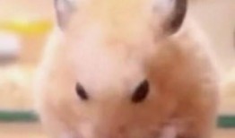 仓鼠吃瓜吃皮视频播放,仓鼠吃瓜皮视频走红网络