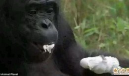 吃哈密瓜变成猩猩视频,揭秘神奇视频背后的科学奥秘