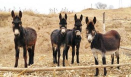 怎么看驴姐吃瓜视频,趣味横生的娱乐圈幕后故事