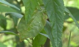 黄守瓜吃叶子视频