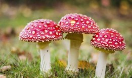 吃瓜网曝揭秘黑料蘑菇视频,蘑菇视频背后的惊人黑料