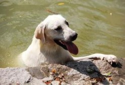 狗不可以吃哈密瓜吗视频,狗狗为何不宜食用哈密瓜