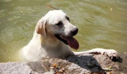 狗不可以吃哈密瓜吗视频,狗狗为何不宜食用哈密瓜