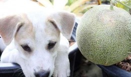 狗不可以吃哈密瓜吗视频,狗狗为何不宜食用哈密瓜