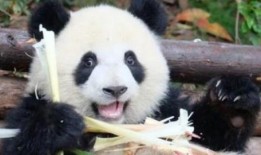 熊猫肉肉吃瓜视频,萌宠美食大揭秘