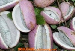 八月瓜的籽怎么吃的视频,视频教你轻松解锁美味秘诀