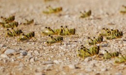 蚂蚱吃哈密瓜视频播放,跟随蚂蚱共赏自然美味