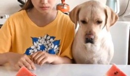 火娃吃瓜的视频在哪看,独家观看指南