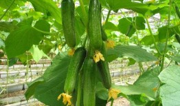 刺瓜苦的还可以吃么视频,揭秘能否安全食用