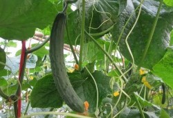 王思诺吃瓜视频大全,揭秘娱乐圈幕后故事