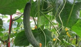 王思诺吃瓜视频大全,揭秘娱乐圈幕后故事