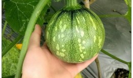 小瓜花怎么吃最好吃呢视频,视频教你最佳食用方法