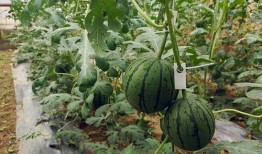 吊瓜可以过夜吃不吃吗视频,揭秘夜间食用真相