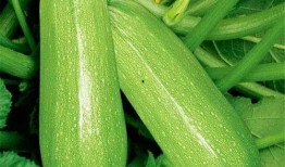 吃白瓜会得癌症吗视频播放,视频揭示食用白瓜的真相