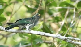 野鸟吃哈密瓜视频下载,自然奇观视频下载