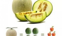 全网第一手吃瓜视频,全网独家！揭秘吃瓜视频背后的惊人真相