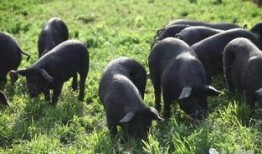 黑猪吃胡萝卜白瓜好吗视频,营养均衡的美食探索