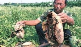 唐河吃瓜事件视频最新,真相揭秘，网络舆论的漩涡与反思