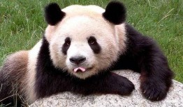 熊猫肉肉吃瓜视频,萌宠美食大揭秘