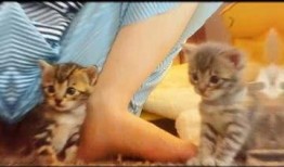 15分钟视频吃瓜在线观看,吃瓜在线观看，揭秘热门事件幕后真相