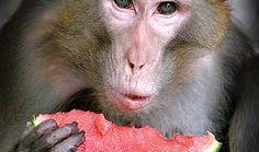 大圣的吃瓜视频,揭秘娱乐圈幕后风云