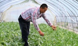 金山花园吃瓜事件视频,一场引发热议的邻里冲突视频揭秘