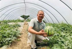 麒麟瓜吃胖不胖呀视频,吃它真的会发胖吗？