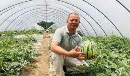 麒麟瓜吃胖不胖呀视频,吃它真的会发胖吗？