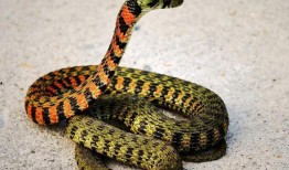 蛇宝宝直播吃瓜视频大全,萌态十足引网友热议