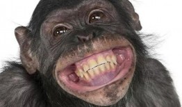 吃哈密瓜变成猩猩视频,揭秘神奇视频背后的科学奥秘