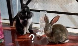 小花兔吃佛手瓜视频,小花兔的佛手瓜美食之旅