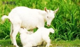 小羊可以吃小瓜吗视频,小羊与瓜果的和谐共食之旅