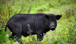 黑猪吃胡萝卜白瓜好吗视频,营养均衡的美食探索