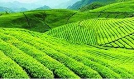 重庆茶园吃瓜事件视频,一场引发热议的街头冲突瞬间