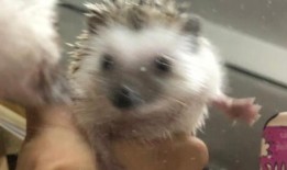 刺猬吃瓜的视频大全,萌态百出视频大全